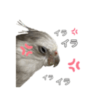色とりどりオカメ(修正版)（個別スタンプ：15）
