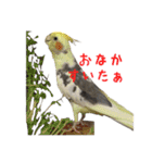 色とりどりオカメ(修正版)（個別スタンプ：18）
