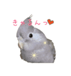 色とりどりオカメ(修正版)（個別スタンプ：19）