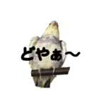 色とりどりオカメ(修正版)（個別スタンプ：21）
