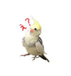 色とりどりオカメ(修正版)（個別スタンプ：22）