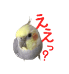 色とりどりオカメ(修正版)（個別スタンプ：23）