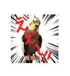 色とりどりオカメ(修正版)（個別スタンプ：24）