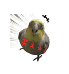 色とりどりオカメ(修正版)（個別スタンプ：25）