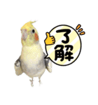 色とりどりオカメ(修正版)（個別スタンプ：26）