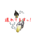 色とりどりオカメ(修正版)（個別スタンプ：31）