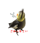 色とりどりオカメ(修正版)（個別スタンプ：34）