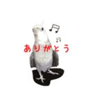 色とりどりオカメ(修正版)（個別スタンプ：35）