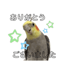 色とりどりオカメ(修正版)（個別スタンプ：36）