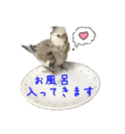 色とりどりオカメ(修正版)（個別スタンプ：37）