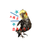 色とりどりオカメ(修正版)（個別スタンプ：38）