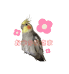 色とりどりオカメ(修正版)（個別スタンプ：39）