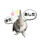 色とりどりオカメ(修正版)（個別スタンプ：40）