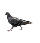 名モ無キ鳩タチ（個別スタンプ：1）