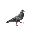 名モ無キ鳩タチ（個別スタンプ：2）