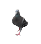 名モ無キ鳩タチ（個別スタンプ：3）