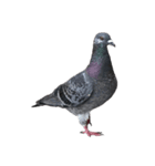 名モ無キ鳩タチ（個別スタンプ：4）