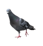 名モ無キ鳩タチ（個別スタンプ：5）