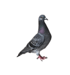 名モ無キ鳩タチ（個別スタンプ：8）