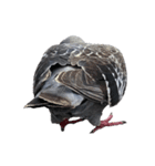 名モ無キ鳩タチ（個別スタンプ：10）