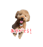 といぷーどる(仮)（個別スタンプ：2）
