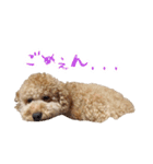 といぷーどる(仮)（個別スタンプ：5）