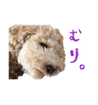 といぷーどる(仮)（個別スタンプ：9）