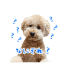 といぷーどる(仮)（個別スタンプ：11）