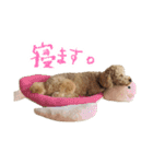 といぷーどる(仮)（個別スタンプ：19）