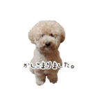 といぷーどる(仮)（個別スタンプ：22）