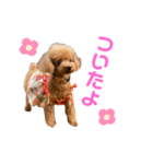 HAWAIIAN DOG 3（個別スタンプ：2）