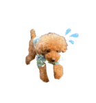 HAWAIIAN DOG 3（個別スタンプ：11）