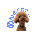 HAWAIIAN DOG 3（個別スタンプ：13）