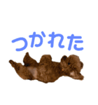 HAWAIIAN DOG 3（個別スタンプ：15）