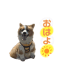 タフだぜタフィーくん（個別スタンプ：2）