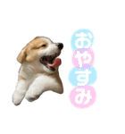 タフだぜタフィーくん（個別スタンプ：3）