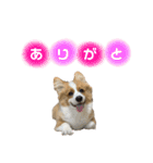 タフだぜタフィーくん（個別スタンプ：4）