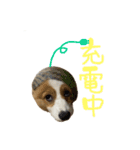 タフだぜタフィーくん（個別スタンプ：15）