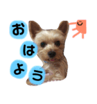 レオくんのstamp（個別スタンプ：1）