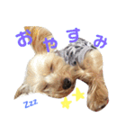 レオくんのstamp（個別スタンプ：2）