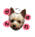レオくんのstamp（個別スタンプ：3）