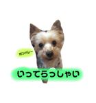 レオくんのstamp（個別スタンプ：6）