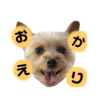 レオくんのstamp（個別スタンプ：8）