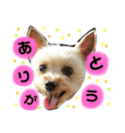 レオくんのstamp（個別スタンプ：10）