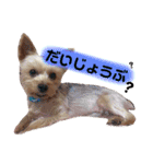 レオくんのstamp（個別スタンプ：11）
