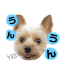 レオくんのstamp（個別スタンプ：12）