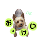 レオくんのstamp（個別スタンプ：14）