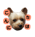 レオくんのstamp（個別スタンプ：15）