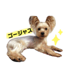 レオくんのstamp（個別スタンプ：16）