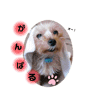 レオくんのstamp（個別スタンプ：18）
